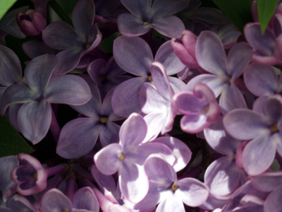 lilacs